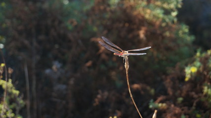 Dragonfly outdoor on a grass stalk