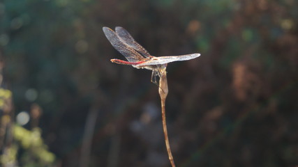 Dragonfly outdoor on a grass stalk