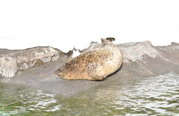 sea ​​lion or seal sunbathe on embankment on snow background