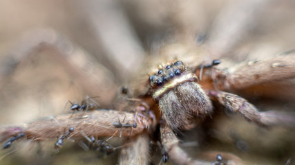 Macro of a group of ants attacking and eating a giant crab spider