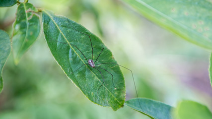 Spider in mountain at National Forest Area