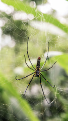 A female giant woods spider in the mountain forest of Taipei