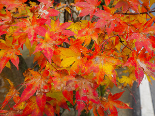Naklejka na ściany i meble Colorful maple leaves background