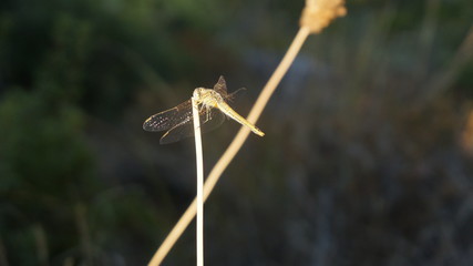 Dragonfly outdoor on a grass stalk
