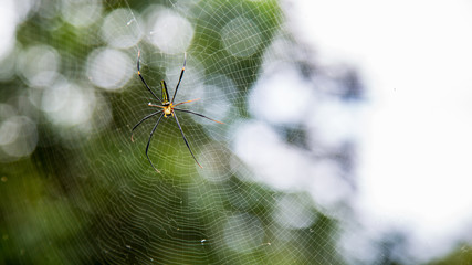 A female giant woods spider in the mountain forest of Taipei