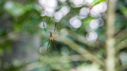 A female giant woods spider in the mountain forest of Taipei