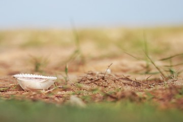 close-up Shells on the beach