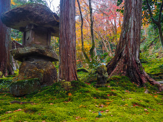 Stone statue with stone lantern on ground covered moss and maple leaves in japanese temple garden with colorful tree background