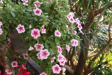 Petunia flowers in tropical