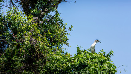 A bird Nycticorax Nycticorax, black-crowned night heron on the trees.
