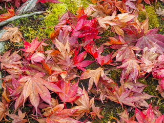 Colorful maple leaves drop on mossy stone on the mountain, background