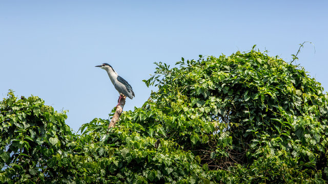 A bird Nycticorax Nycticorax, black-crowned night heron on the trees.