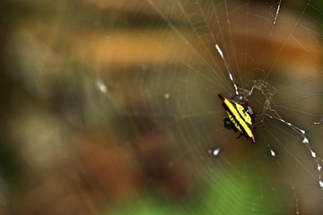 Spider on the webs