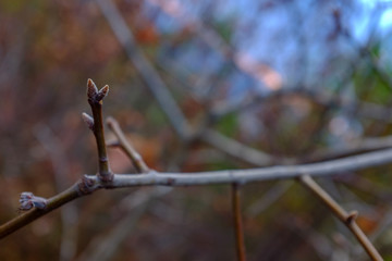 buds on a branch
