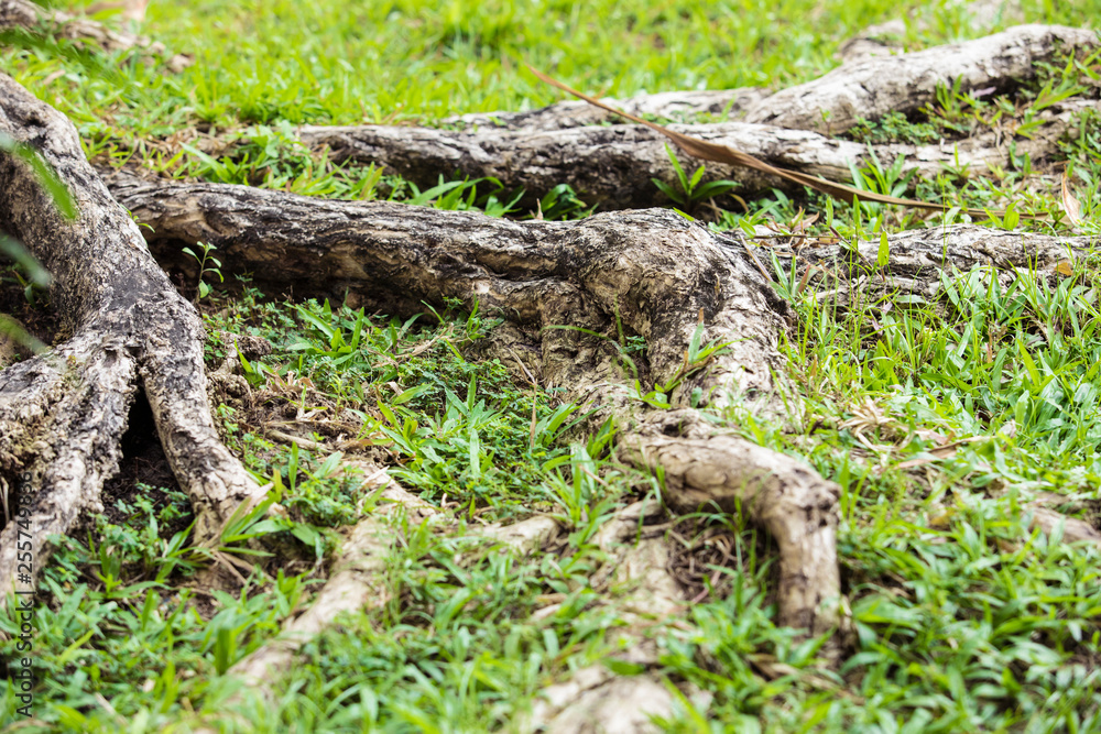 Poster tree roots and green grass,the roots of large trees in the forest