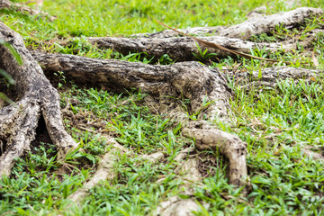 Fototapeta na wymiar tree roots and Green grass,The roots of large trees in the forest