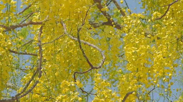Beautiful Cassia fistula or Golden shower tree blossom blooming on tree with nature blurred background, known as golden rain tree, canafistula and ratchapruek in Thailand.