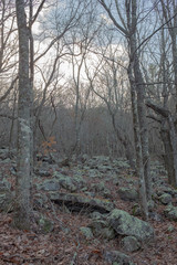 Trees and rocks near the top of Cheaha Mountain in Alabama, USA