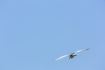 A adult bird Nycticorax Nycticorax flying in a sunny day with blue sky at Taiwan