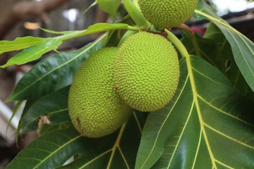 Breadfruit tree in tropical
