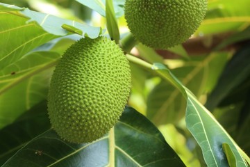 Breadfruit tree in tropical