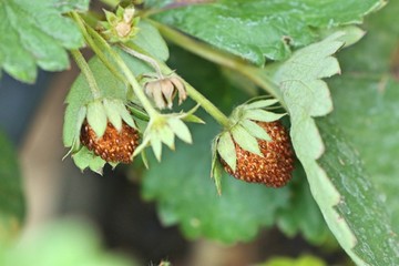 Strawberry plant in the garden