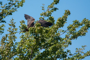 Frigatebird roosting