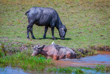 Heard of water buffalos on Songkhla lake