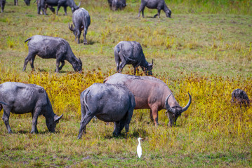 Heard of water buffalos on Songkhla lake