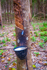 Latex collected from a rubber tree