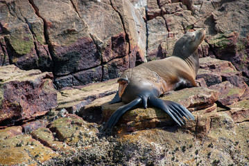 A sea lion with a massive injury following a shark attack in Baja California, Mexico