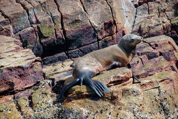 A sea lion with a massive injury following a shark attack in Baja California, Mexico