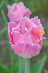 Pink fringed tulip Fancy frills