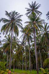 Fototapeta na wymiar Coconut palm trees, Thailand