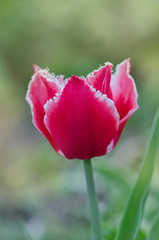 Pink tulip Bell song with white fringed edges. Bell song tulip.