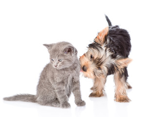 Little yorkshire terrier sniffing baby kitten. isolated on white background