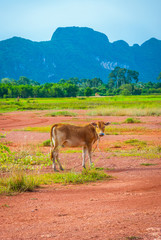 Cow in a field, Phatthalung