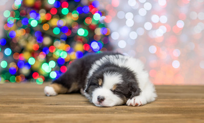 Fototapeta na wymiar Australian shepherd puppy sleeping with Christmas tree on background
