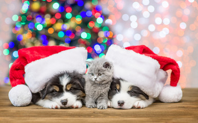 Baby kitten between sleepy Australian shepherd puppies in red santa hats with Christmas tree on background