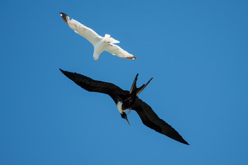 Magnificent Frigatebird