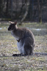 Sweet kangaroo is sitting on a green meadow in a park in Germany