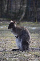 Sweet kangaroo is sitting on a green meadow in a park in Germany