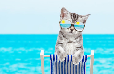 Kitten with mirrores sunglasses resting on a deck chair in the beach. Space for text
