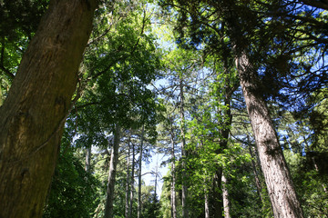 Obraz premium forest