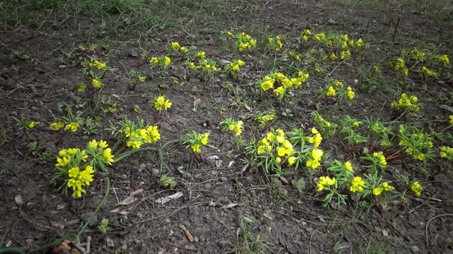 Video slider. Gymnospermium odessanum - Ephemeral flowers, yellow primroses in the wild. Rare view from the Red Book of Ukraine. Video shooting slider.