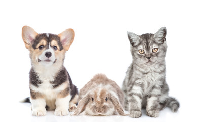 Cat, dog and rabbit together in front view. Isolated on white background