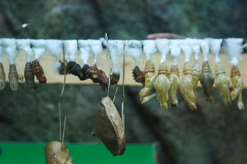 pupae of butterflies