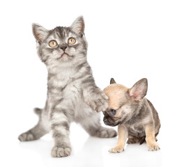 Playful kitten with chihuahua puppy looking up. Isolated on white background