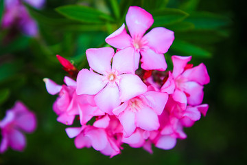 pink flowers