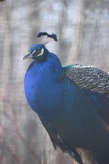 Colorful peacock in a park in Germany